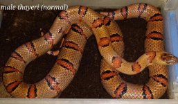 malethayerinormal2.jpg