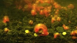 snail5.jpg