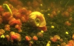 snail3.jpg