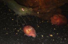 snail2.jpg