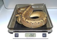 PinFemaleWeight.jpg