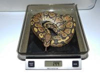 OGweight.jpg