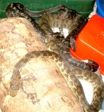 Mating pile 10 Aug (43).JPG