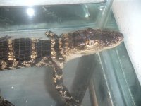 GATOR 003.jpg