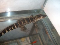 GATOR 001.jpg