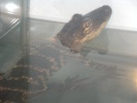 GATOR 005.jpg
