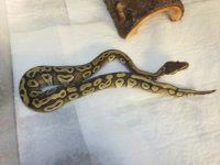 mojave.jpg