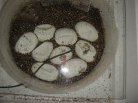 green tree pythons.jpg