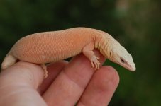 DSC_0720.jpg