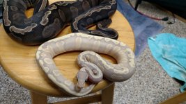 GHI Mystic Banana (2) (Custom).jpg