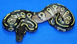 Mojave Blackhead 100% Het Hypo Male (1) (Custom).jpg