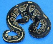 Black Head Female (Custom).jpg