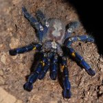 poecilotheria_metallica.jpg