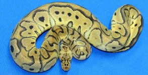 Pastel Clown Het Albino Female (1) (Custom).jpg