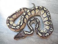 PBm1 pic2.jpg