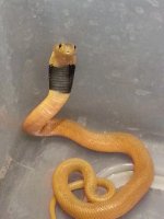 pallida.jpg