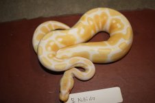 4sale Albino female 1.JPG
