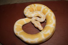 4sale Albino male 2.JPG