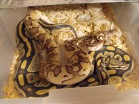 PL and Hypo breeding.jpg