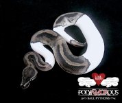 Ax Pied F.jpg