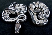 Axanthic ph Pied Females.jpg