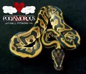 Leopard het Ax ph Pied F.jpg