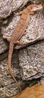 Female gilleni.jpg