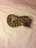 mojave ph Clown.jpg
