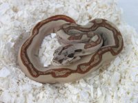 NewBoa.jpg