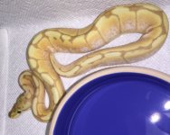 BananaHoneyBee.jpg