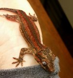 red baby garg.jpg