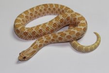 albino1.JPG
