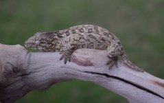 DSC_1051.jpg