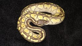 pastel lesser.jpg