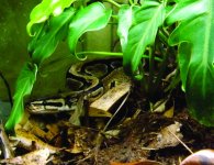 bioactivepython.jpg