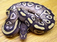 Clutch5Male2.jpg