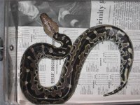 Black blood python.jpg
