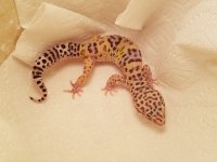 IMG_20160705_131602.jpg