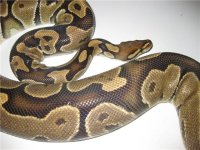 Gravid Het Snow 3.jpg