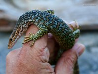 Peacock-1.jpg