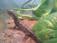 babyshinisauruslizard.jpg