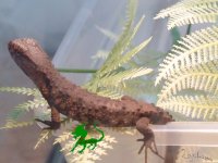 babyshinisauruslizard2.jpg