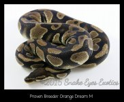 Orange Dream Adult M.jpg