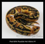 Pied M.jpg