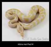 Albino Het Pied M1.jpg
