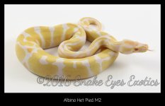Albino Het Pied M2.jpg