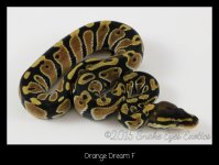 Orange Dream F.jpg