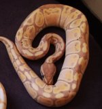 DSCF2711.jpg