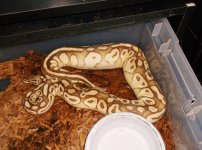 pastel lesser.jpg