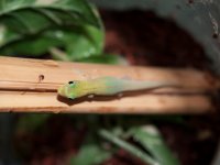 Phelsuma laticauda laticauda - Hatchling - 1.jpg